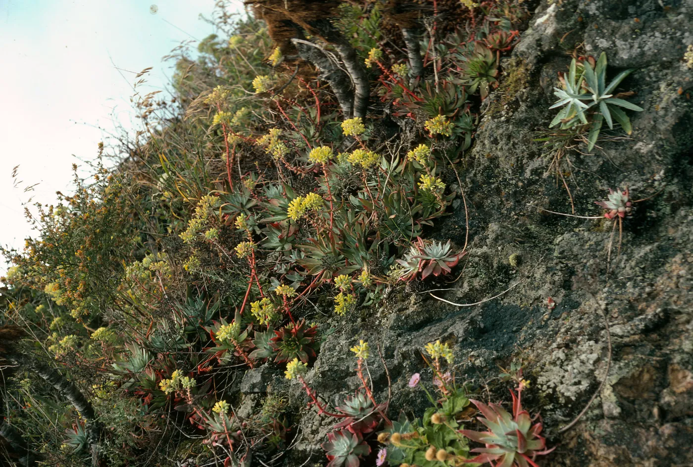 Santa Cruz Island, bluffs, mouth of Eagle Canyon, Dudleya greenei