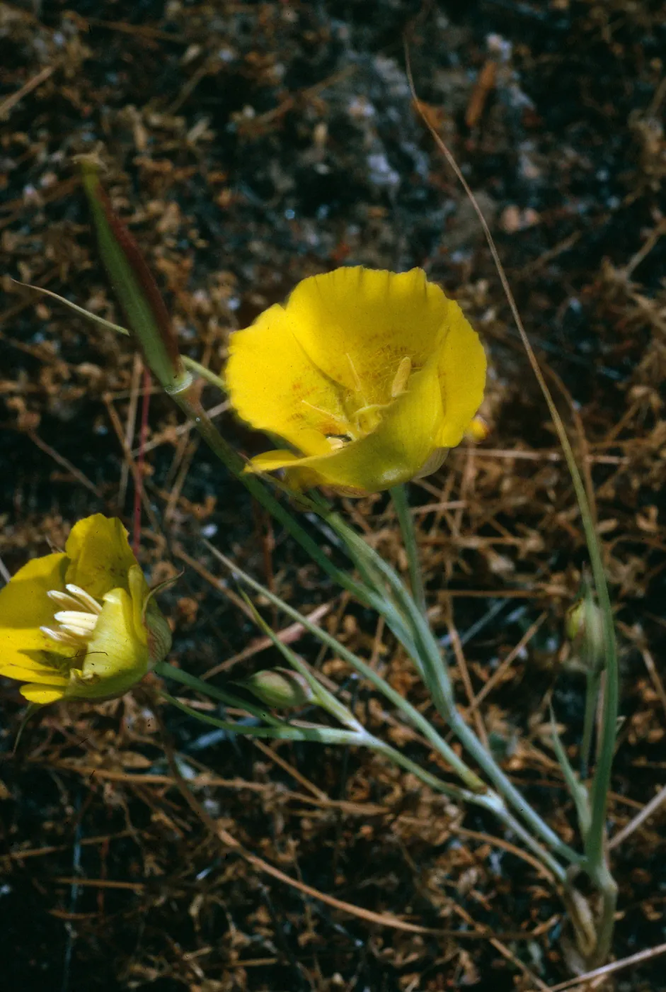 Santa Cruz Island, road to Coches Prietus, Calochortus luteus