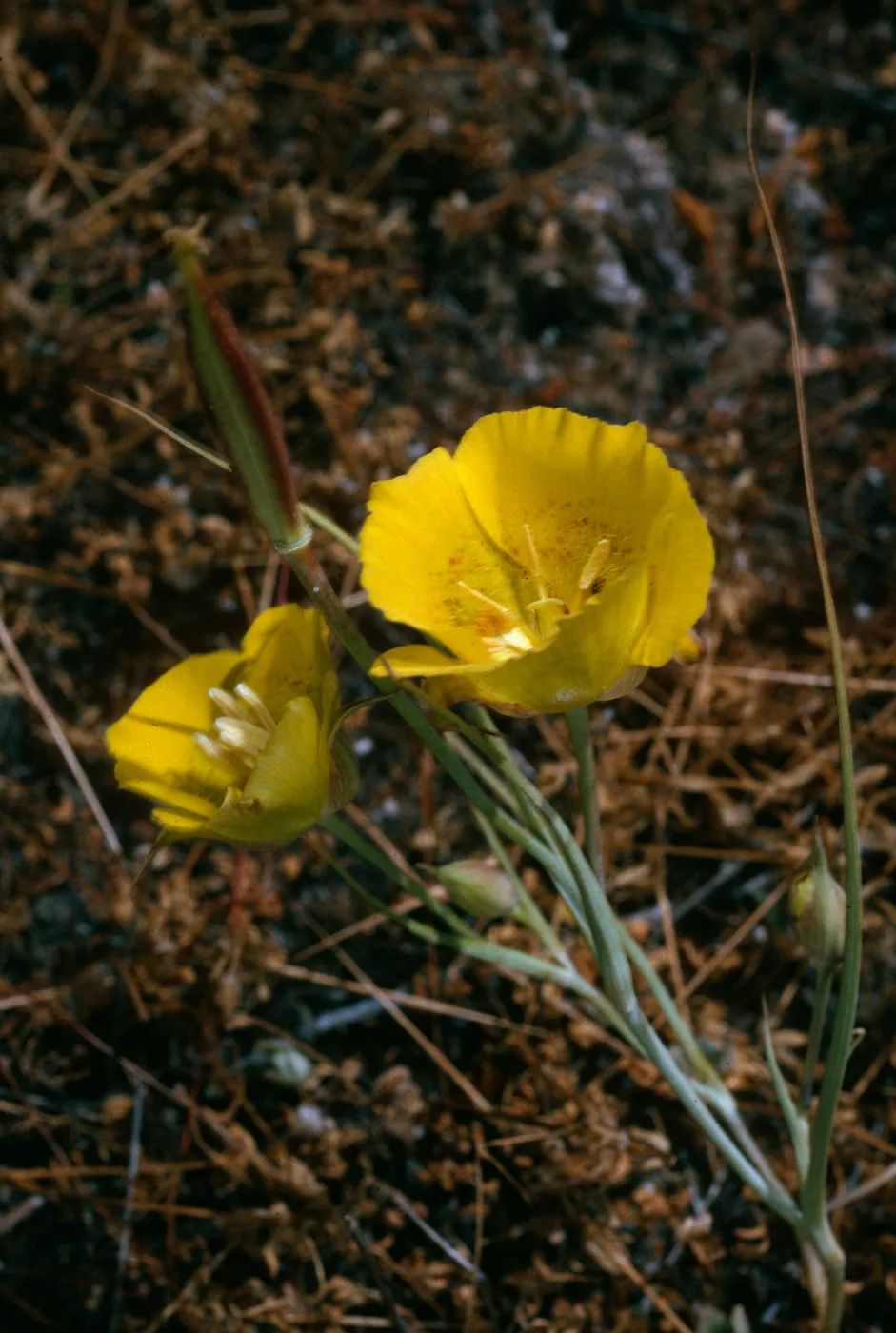 Santa Cruz Island, road to Coches Prietus, Calochortus luteus