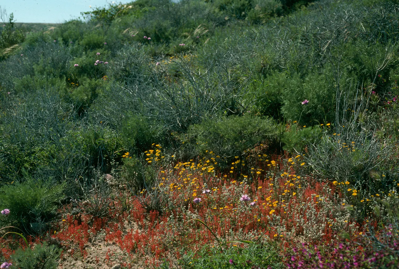 Crassula, Filago californica, Lasthenia, Mirabilis, Dichelostemma, Upper Pozo Road, Santa Cruz Island