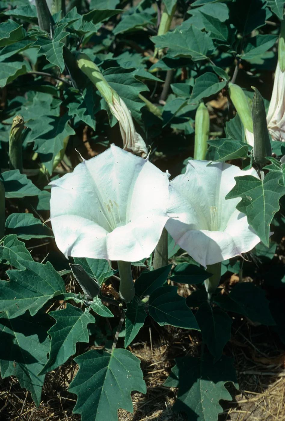 Datura, Lagunitas Secas, Santa Cruz Island