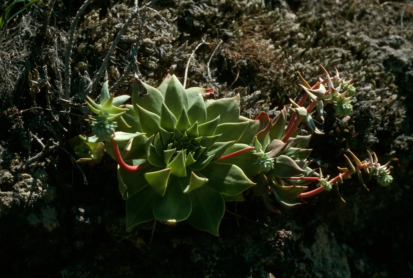 Dudleya candelabrum, Willows Canyon, Santa Cruz Island