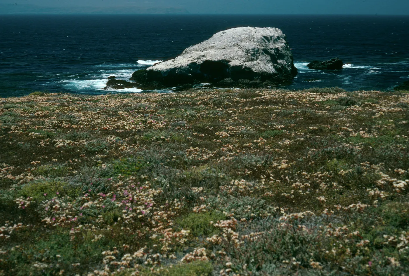 Dudleya nesiotica; Forney’s Cove, Santa Cruz Island