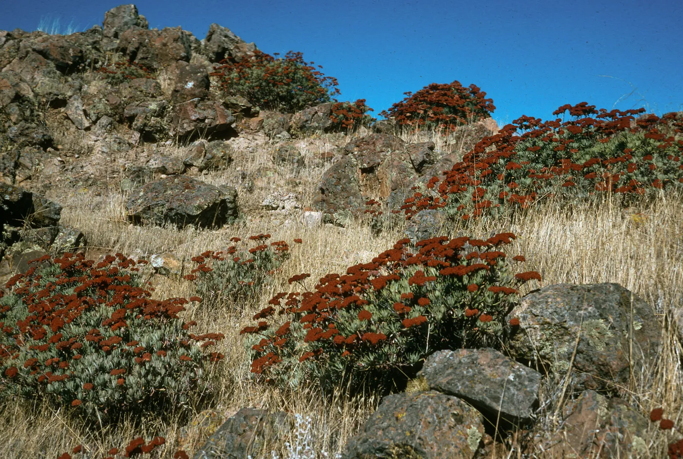 Eriogonum arborescens, Picacho Diablo Trail, Santa Cruz Island
