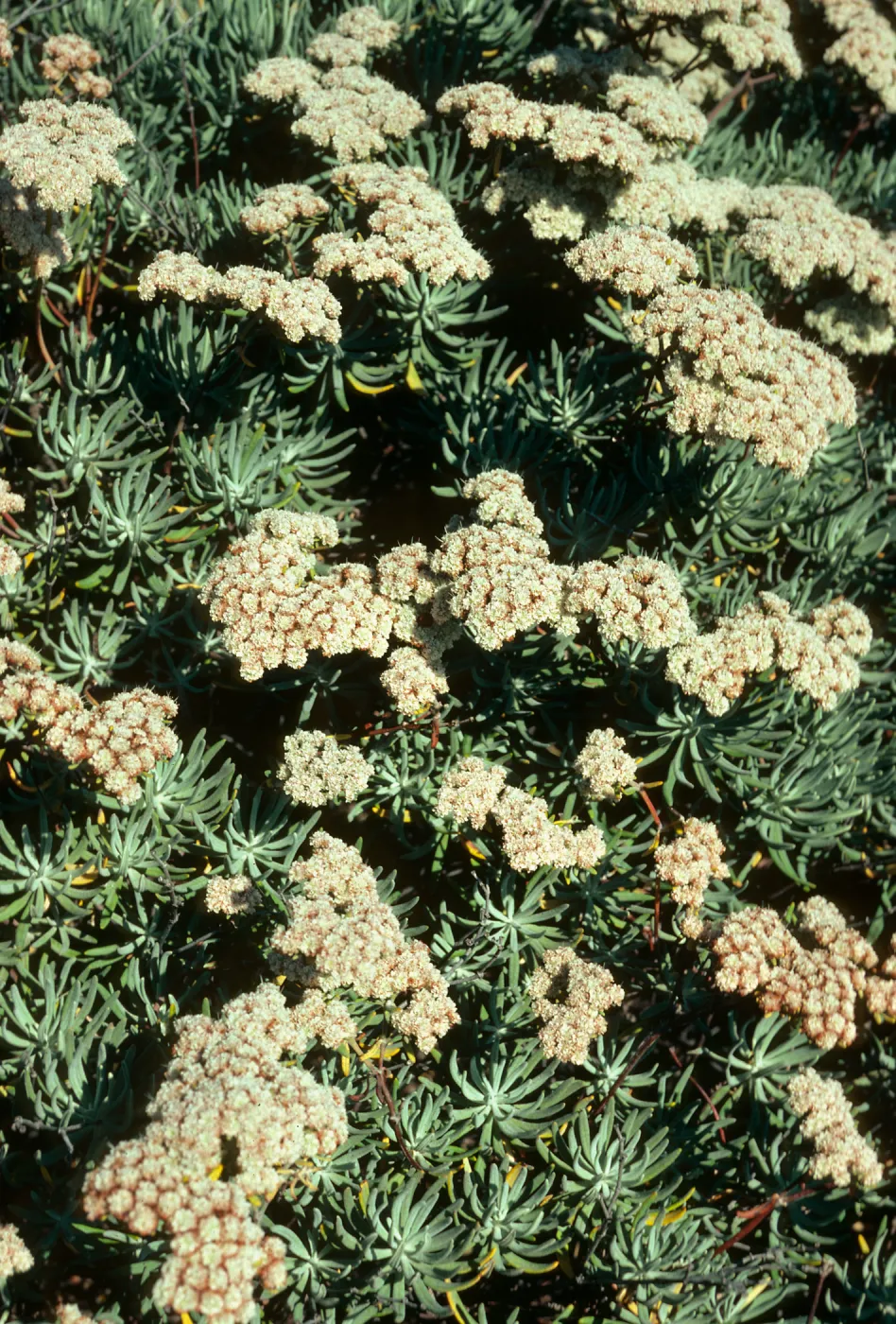 Eriogonum arborescens, Ridge above Mary’s Albert Weather Station, Santa Cruz Island