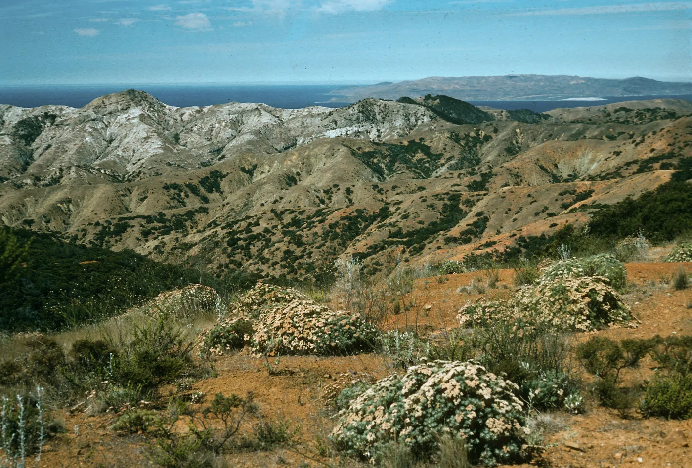 Eriogonum arborescens, View of Santa Rosa from Peak 1498, South Ridge Road, Santa Cruz Island
