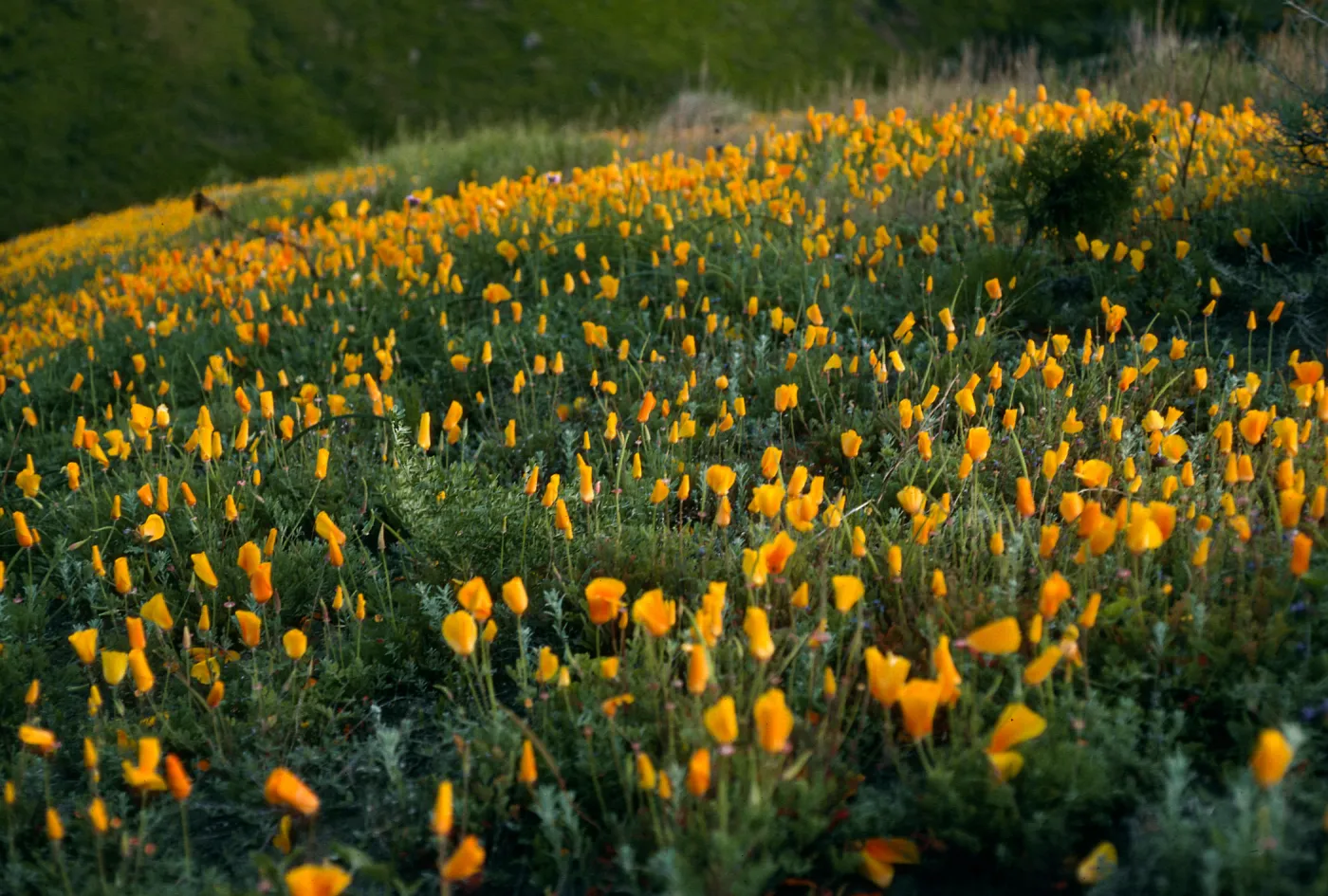 Santa Cruz Island, Eschscholzia californica, road to Δ John, SC-3076
