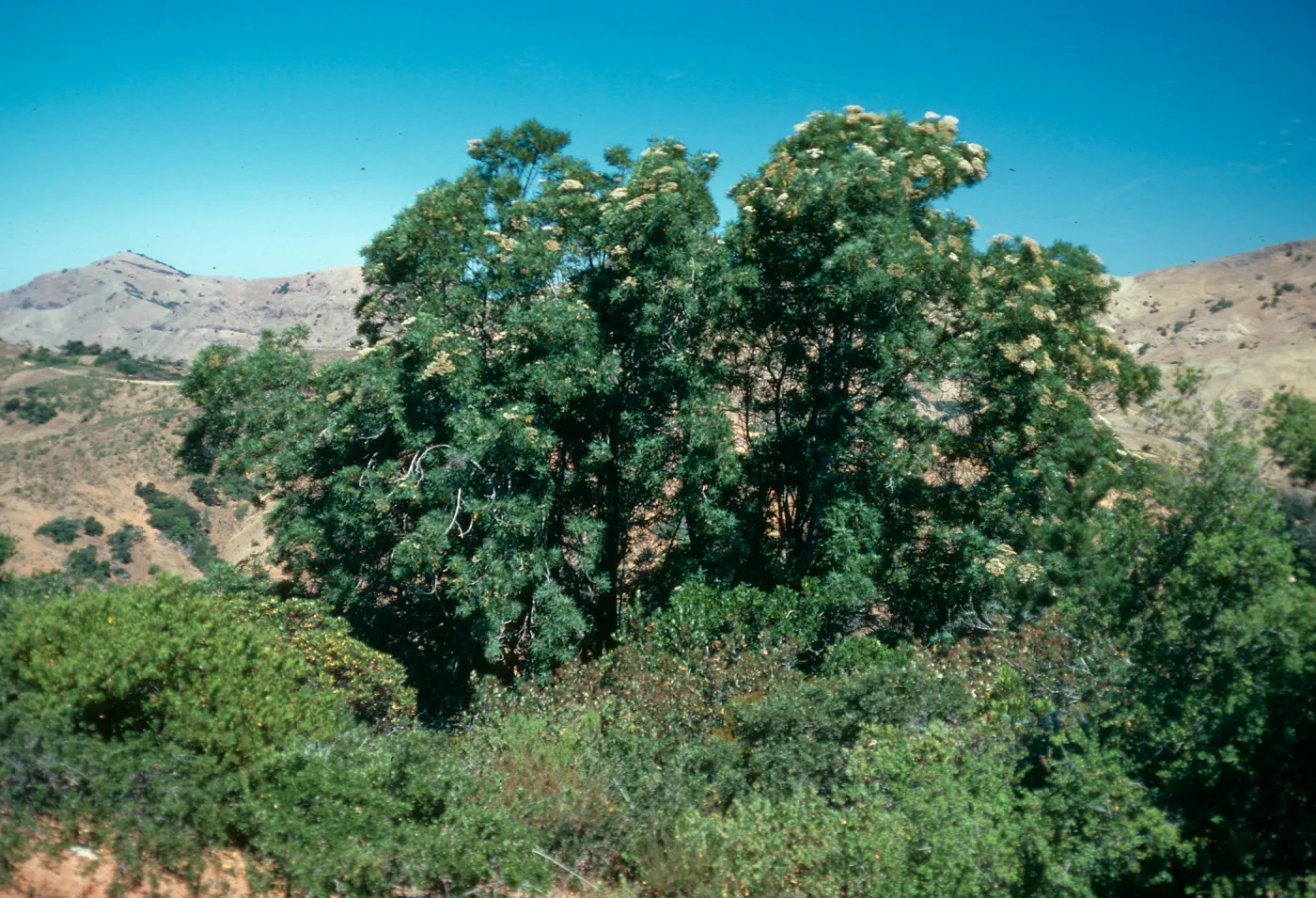 Santa Cruz Island, Lyonothamnus, South ridge, due South of Picacho Diablo, along old road cut