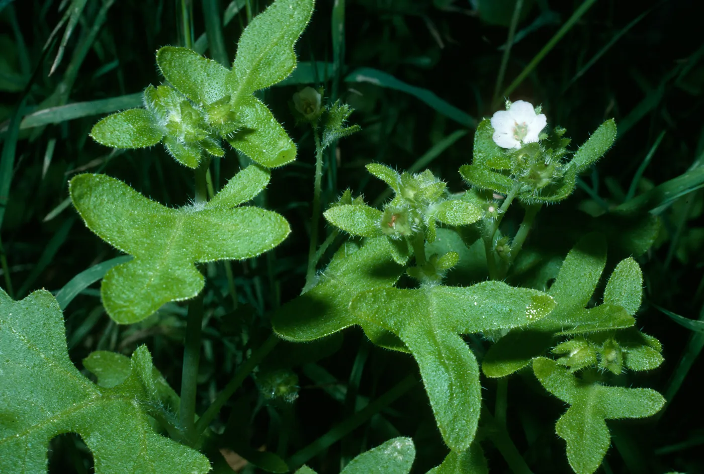 Santa Cruz Island, Pholistoma racemosum, Dicks Cove