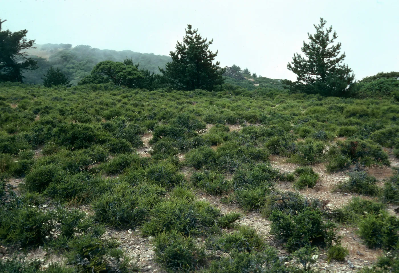 Santa Cruz Island, prostrate Adenostoma, East of navy base