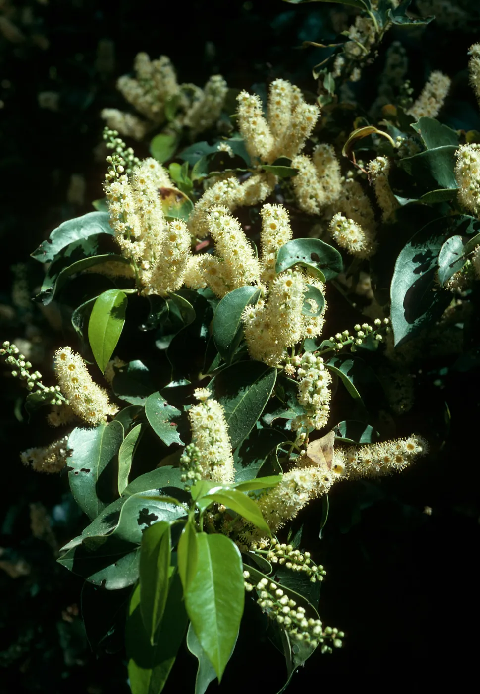 Santa Cruz Island, Prunus lyonii, Smugglers Canyon