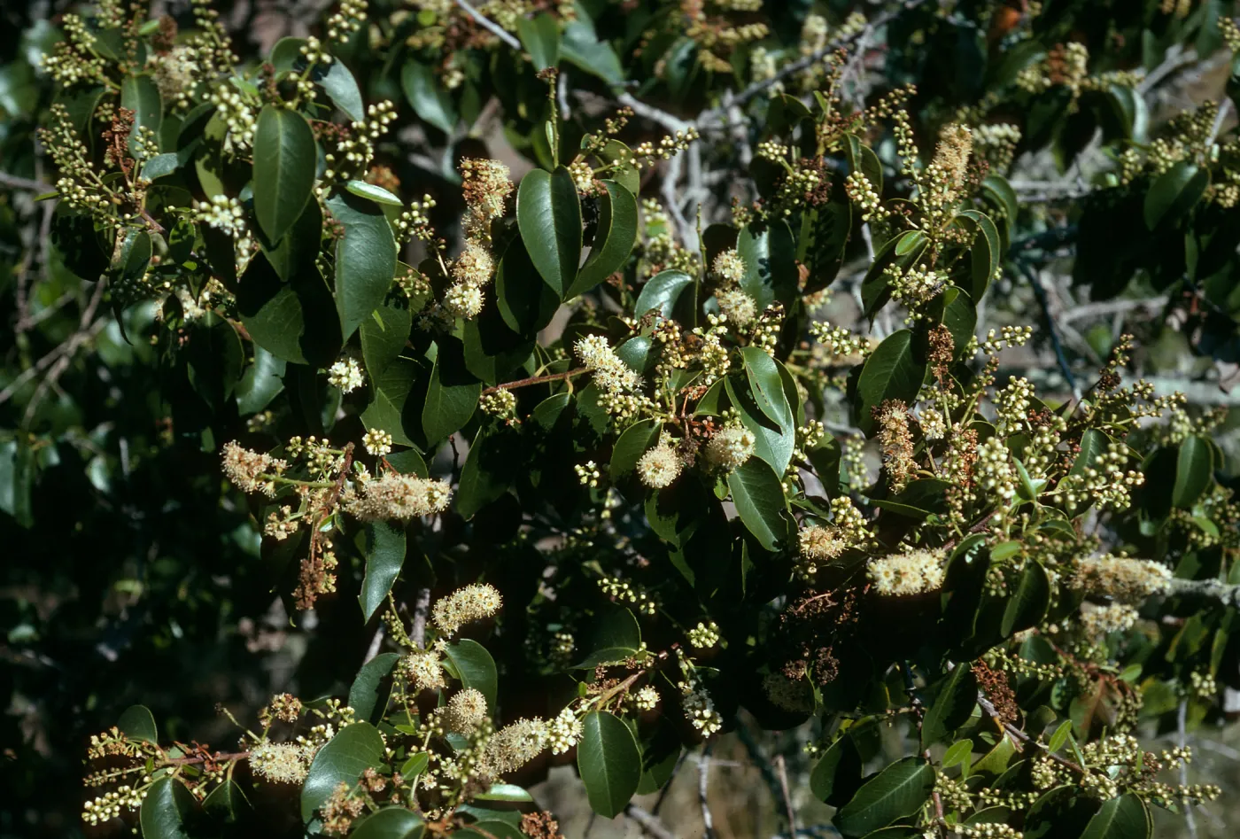 Prunus lyonii, Santa Cruz Island, Black Point Canyon