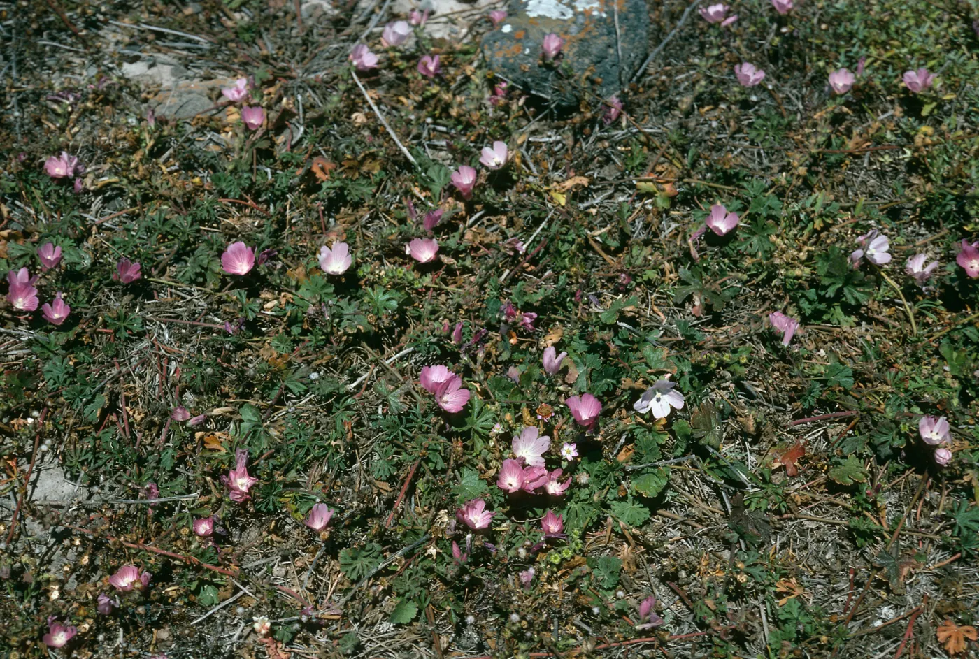 Santa Cruz Island, Sidalcea malviflora, Fraser Point