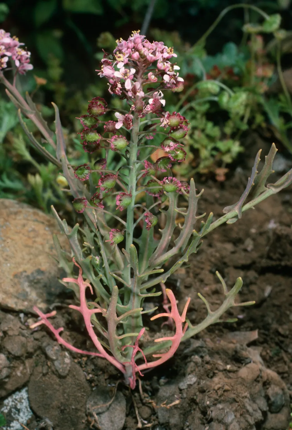 Santa Cruz Island, Thysanocarpus conchuliferis, upper West fork of Orizaba Canyon