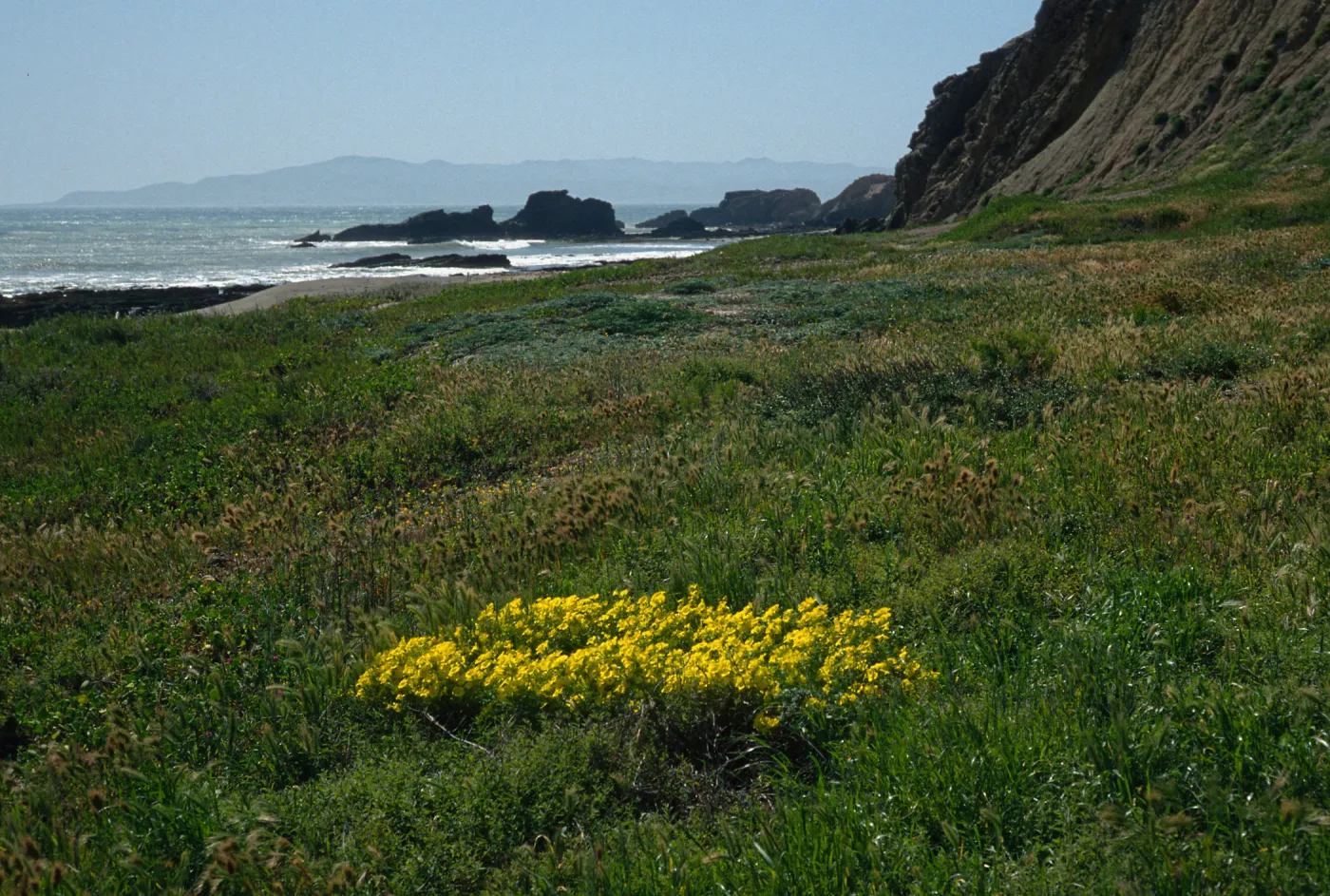 Santa Cruz Island, Oxalis pes-caprae, Poza Beach, SC-3575