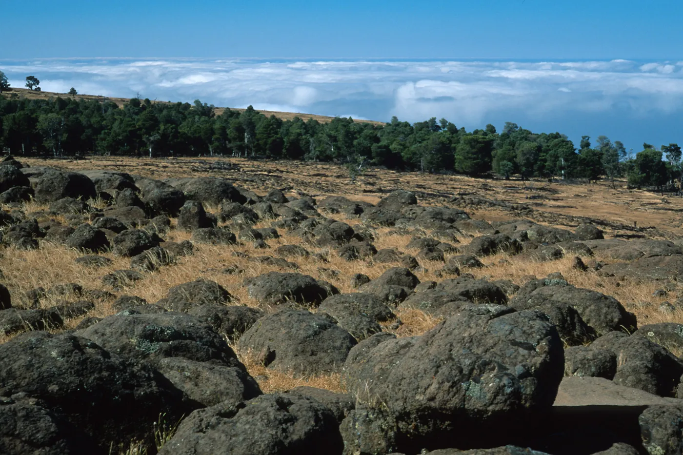 Guadalupe Island, cypress grove, North end