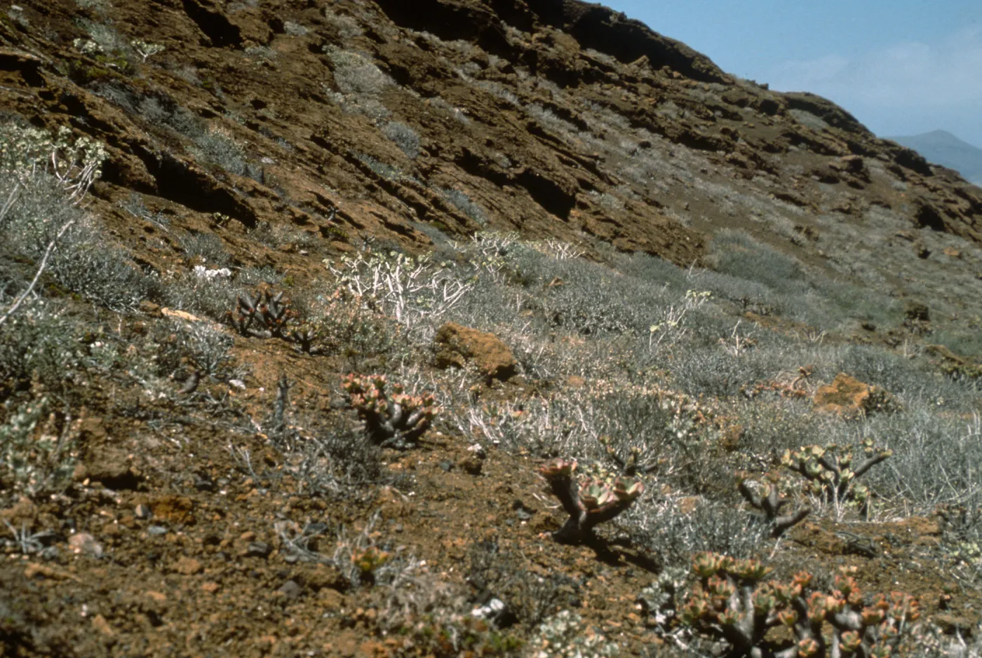 Guadalupe Island, Talinum, Lavatera lindsayi, outer islet