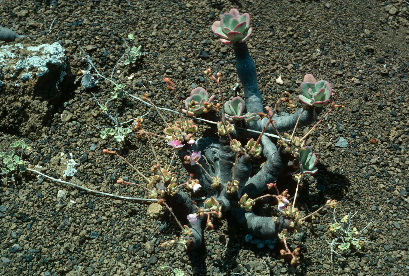 Guadalupe Island, Cistanthe guadalupense, outer islet