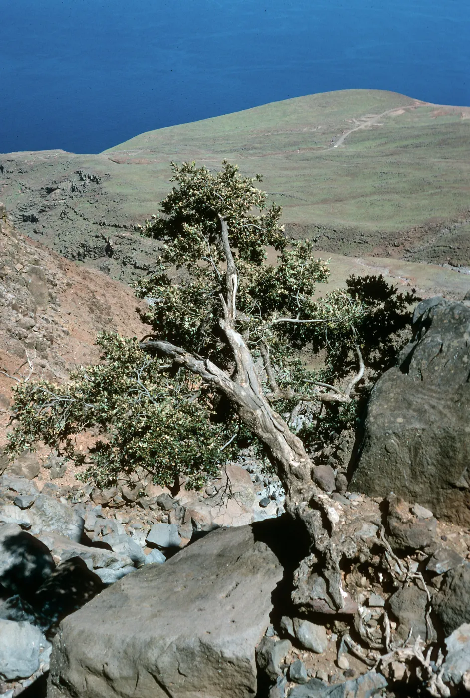 Guadalupe Island, last oak in Oak Canyon, East side of island