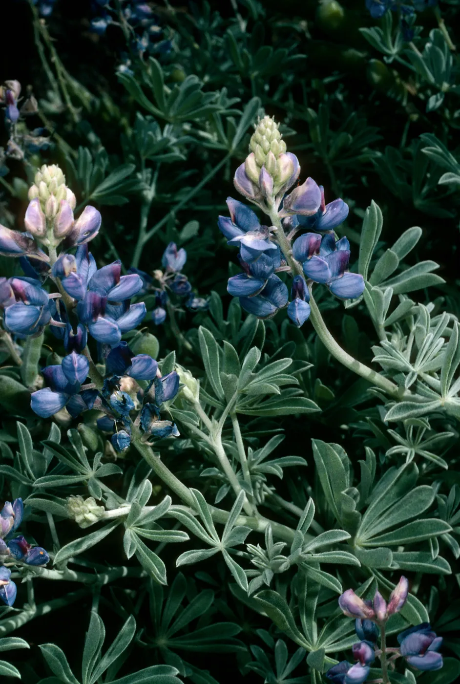 Guadalupe Island, Lupinus niveus, South mesa