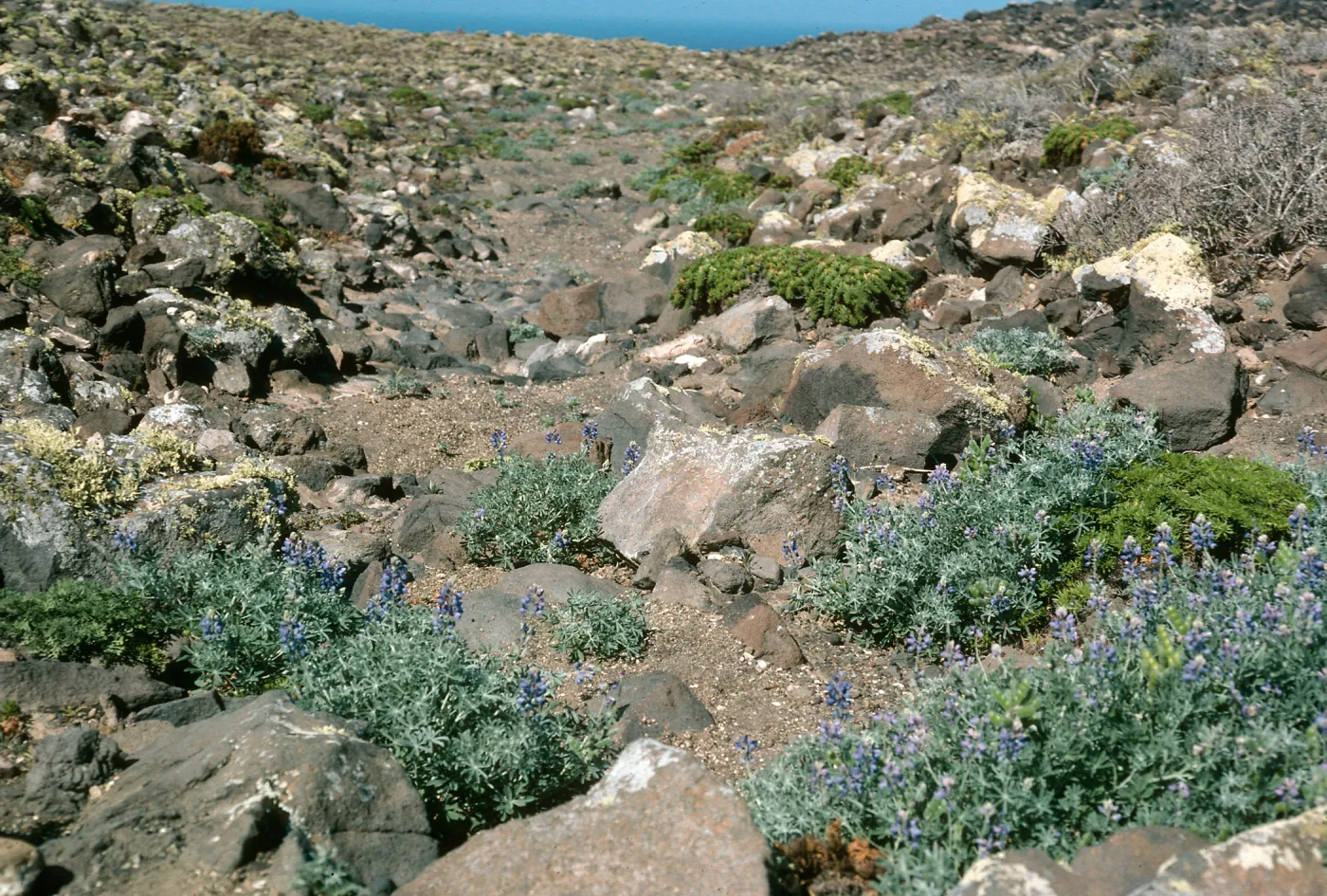 Guadalupe Island, Lupinus niveus, Hemizonia greeneana, South mesa