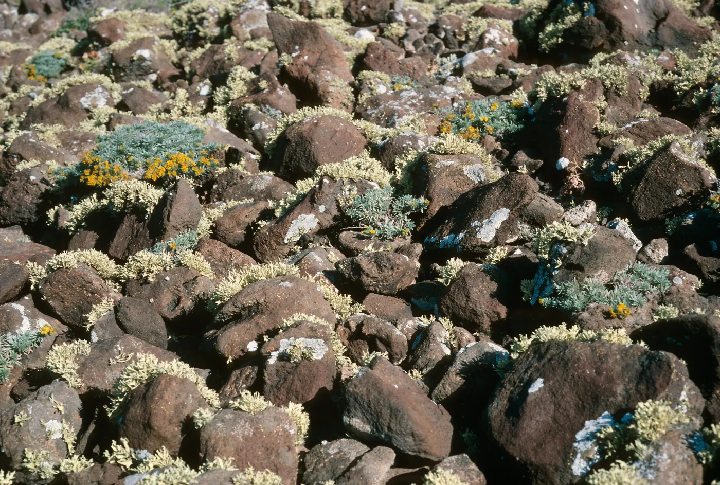 Guadalupe Island, Hemizonia palmeri, Lichens, South mesa