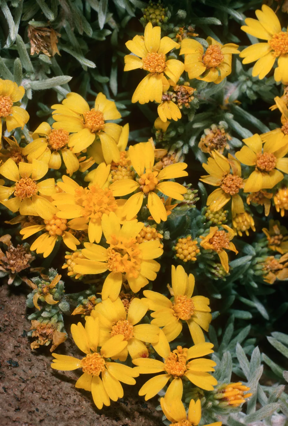 Guadalupe Island, Hemizonia palmeri, South mesa