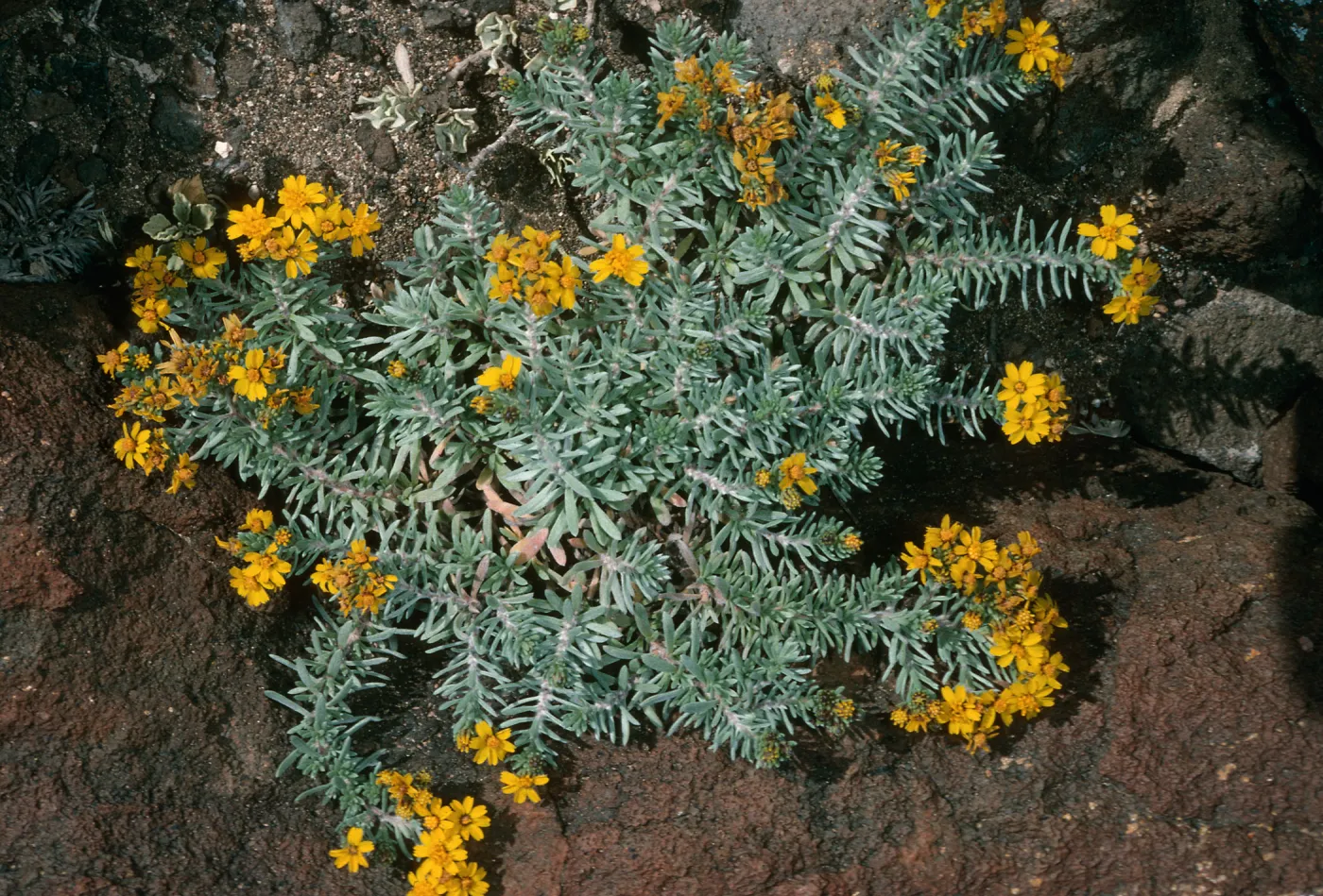 Guadalupe Island, Hemizonia palmeri, South mesa
