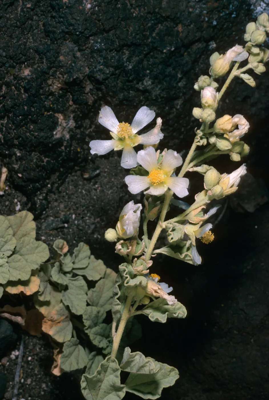Guadalupe Island, Sphaeralcea palmeri, South mesa