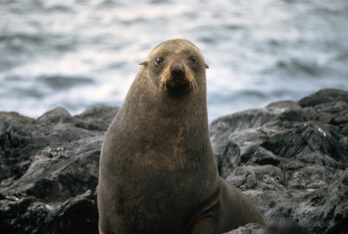 Southeast Guadalupe Island, Guadalupe Fur Seal