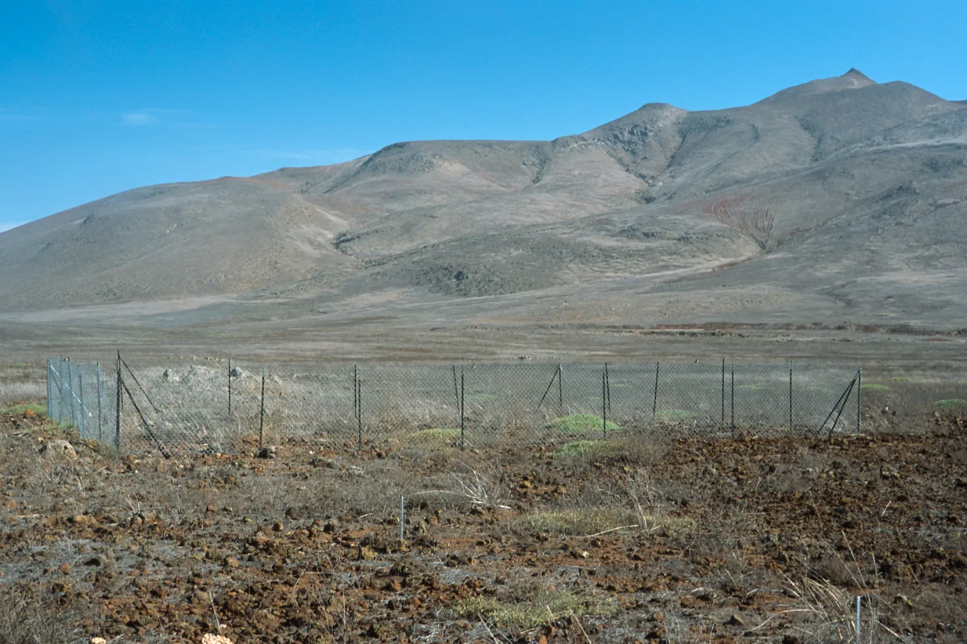 Guadalupe Island, airstrip enclosure