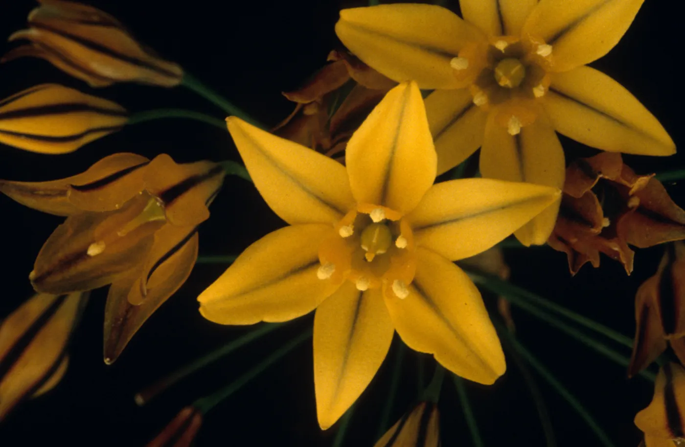 Guadalupe Island, Triteliea guadalupensis