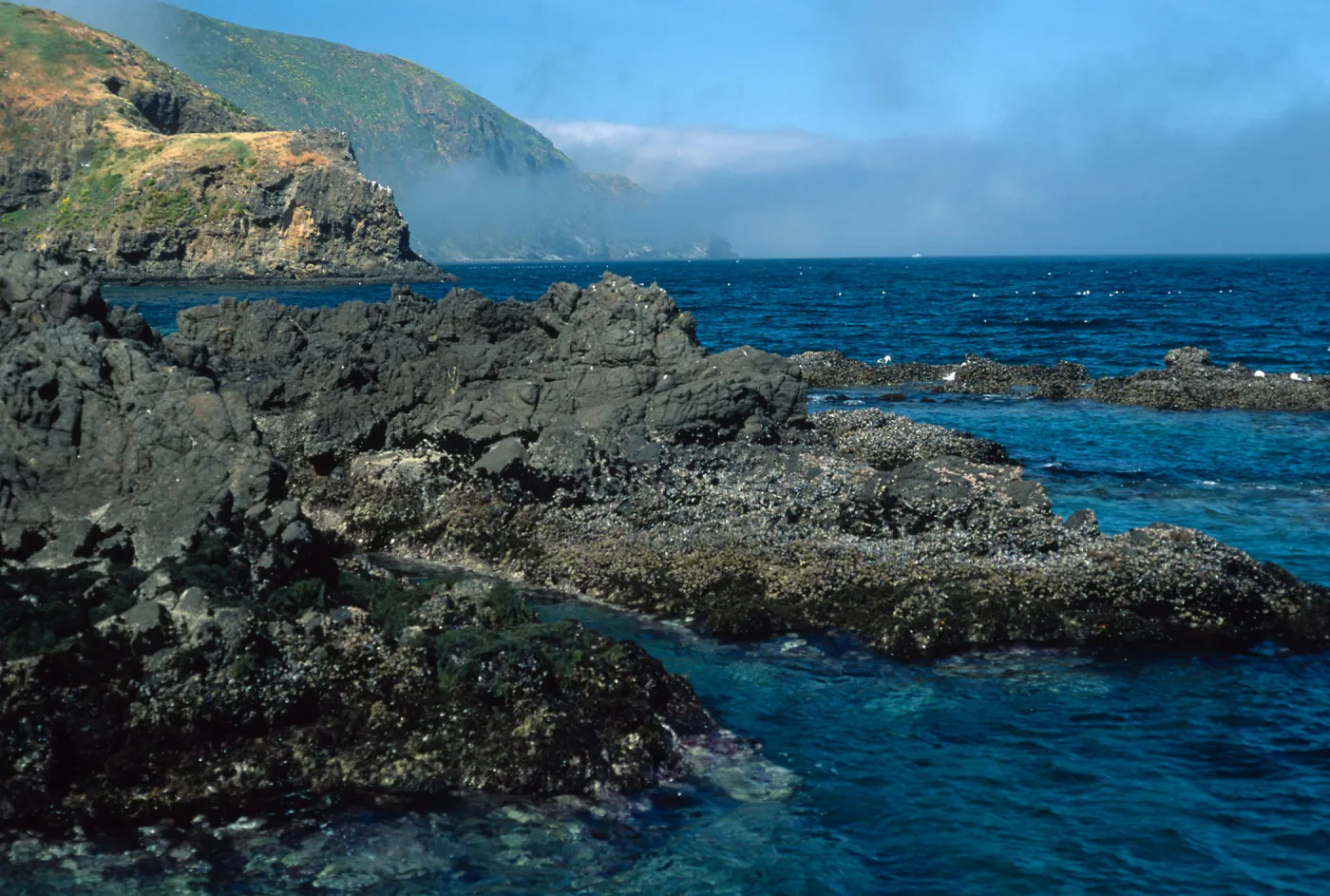 Middle Anacapa Island, looking west, sheep camp