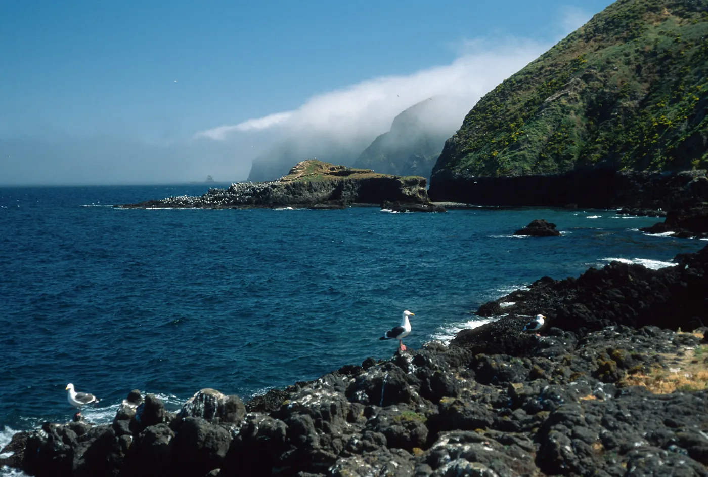 Middle Anacapa Island, looking east, sheep camp