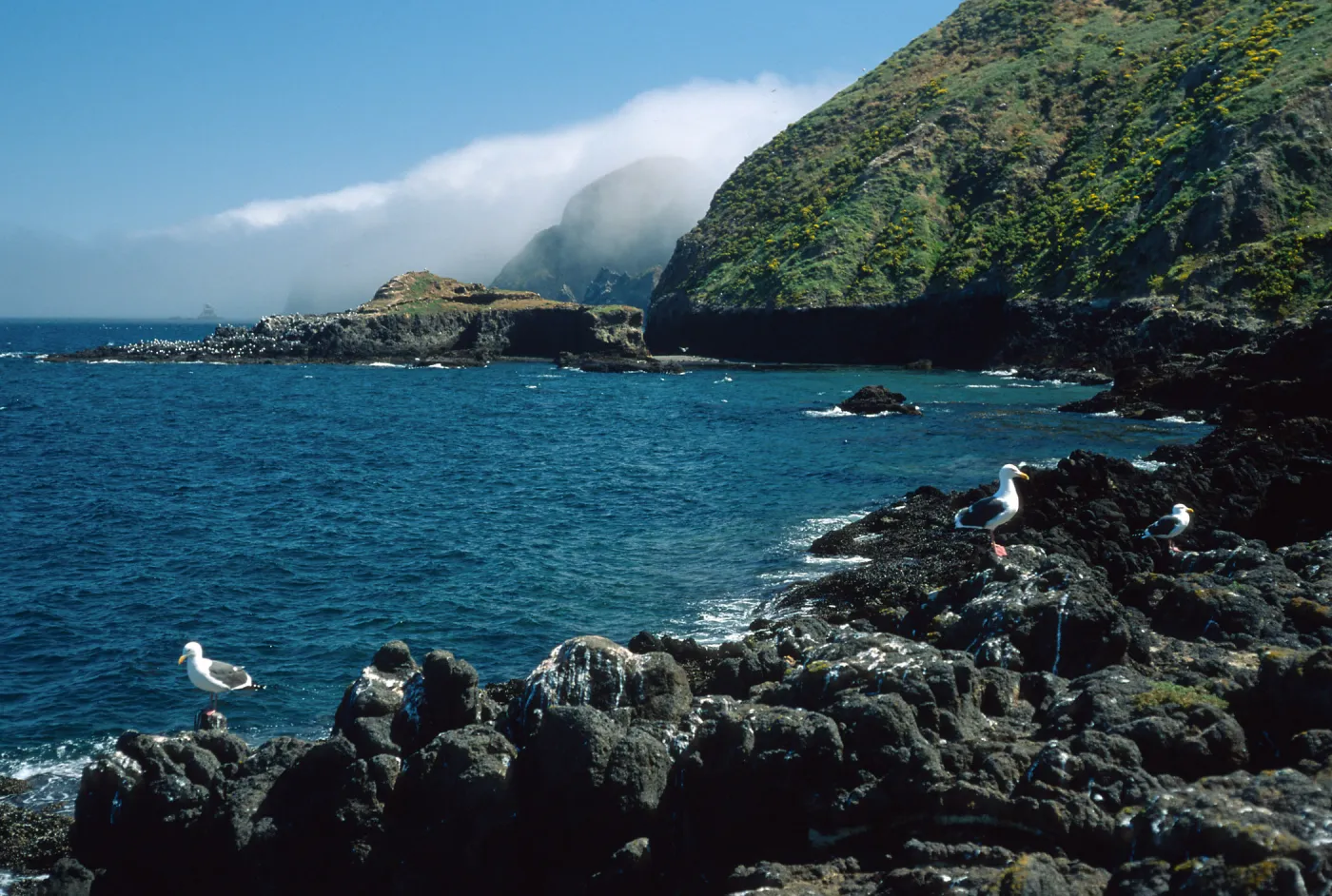 Middle Anacapa Island, looking east, sheep camp