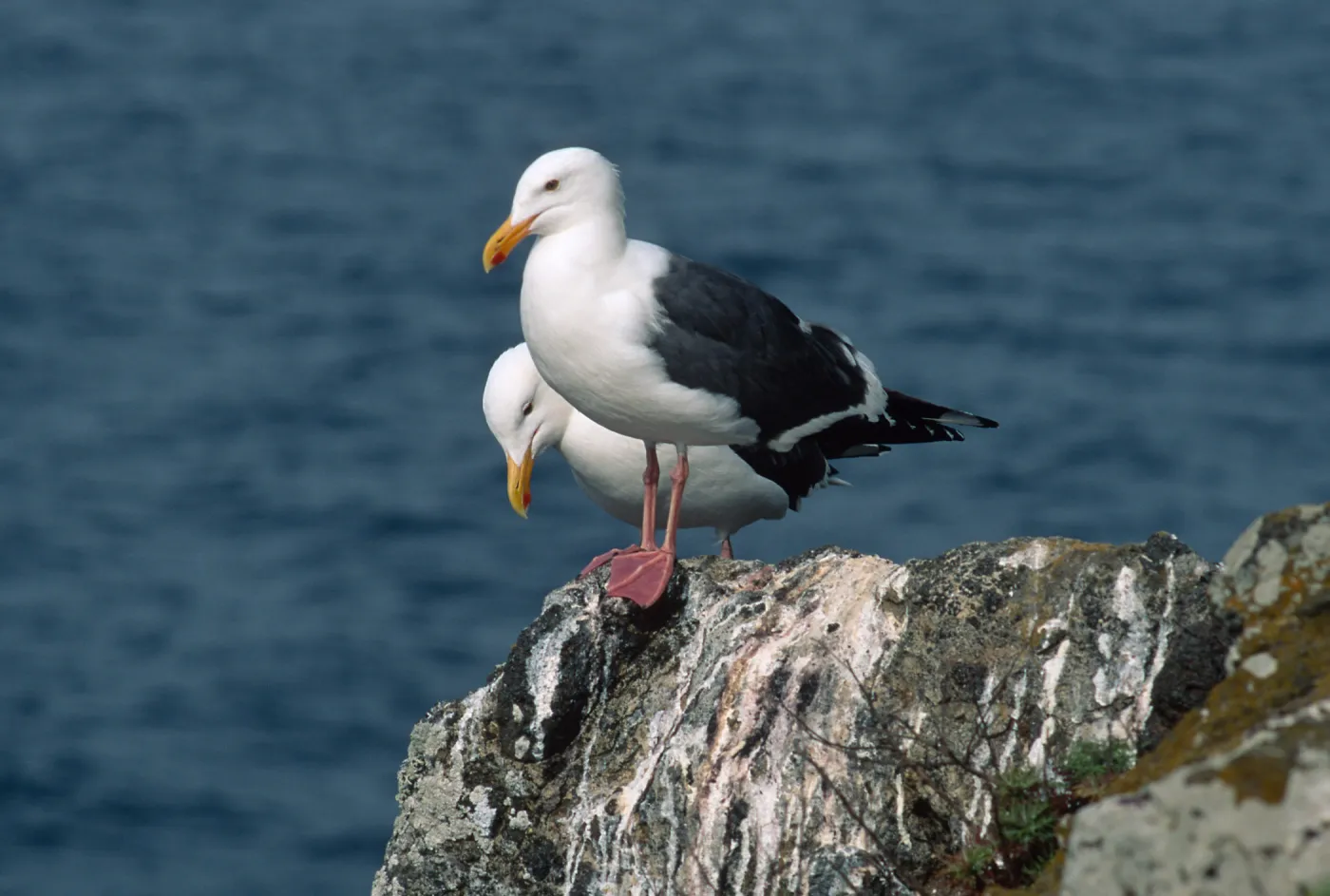 West Anacapa Island, Western Gulls, Rat Rock