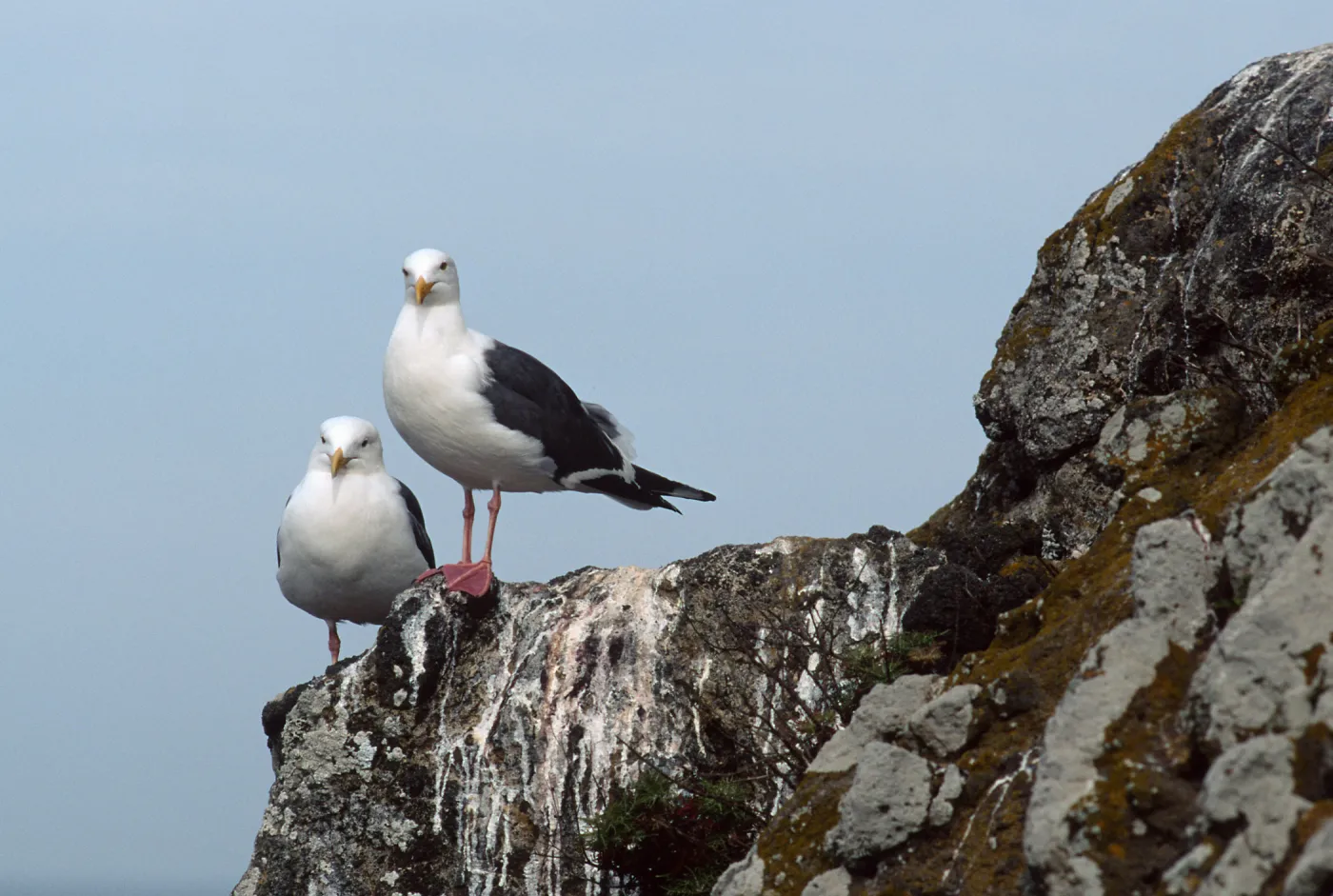 West Anacapa Island, Western Gulls, Rat Rock