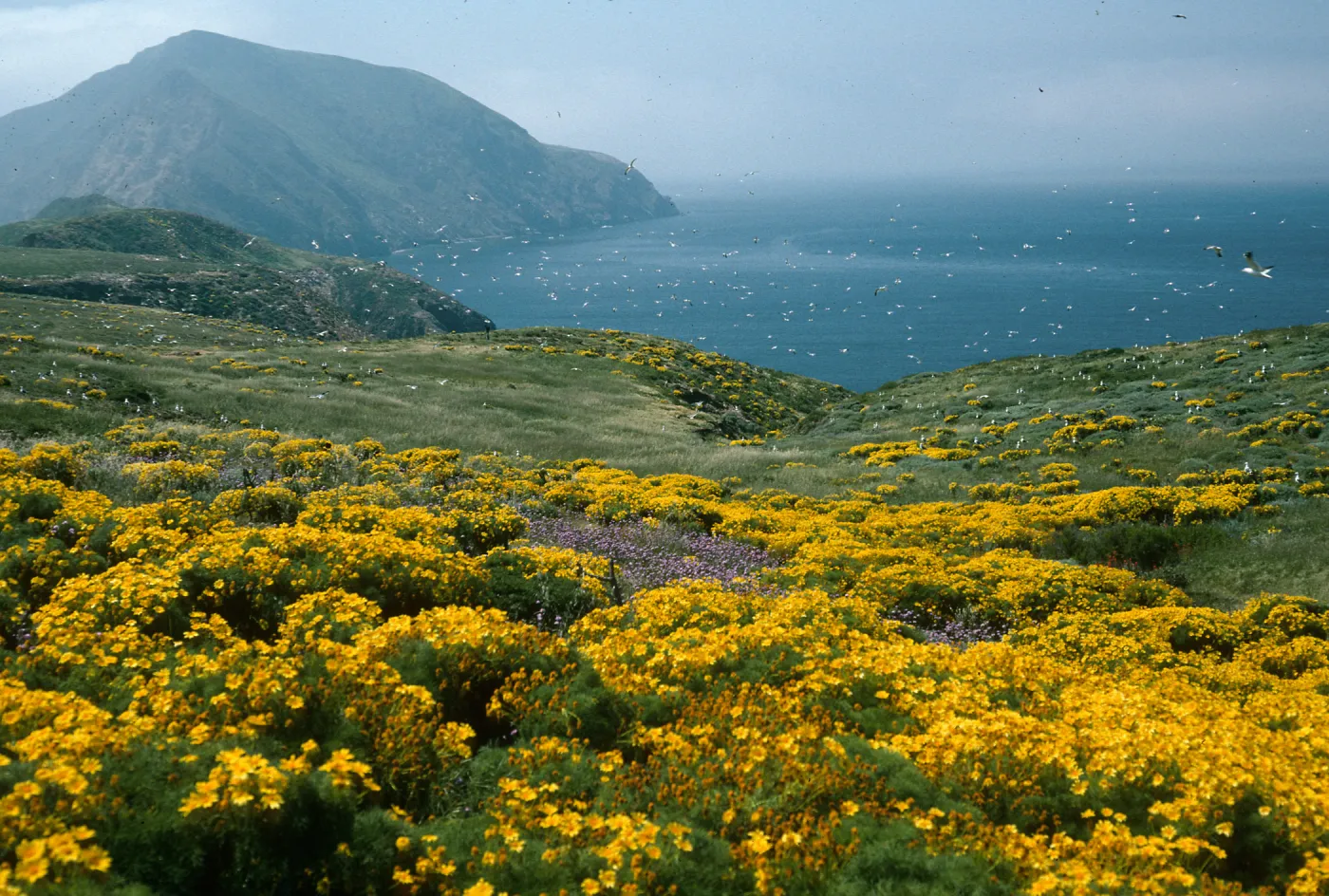 Middle Anacapa Island, Coreopsis, Dichelostemma, East of sheep camp