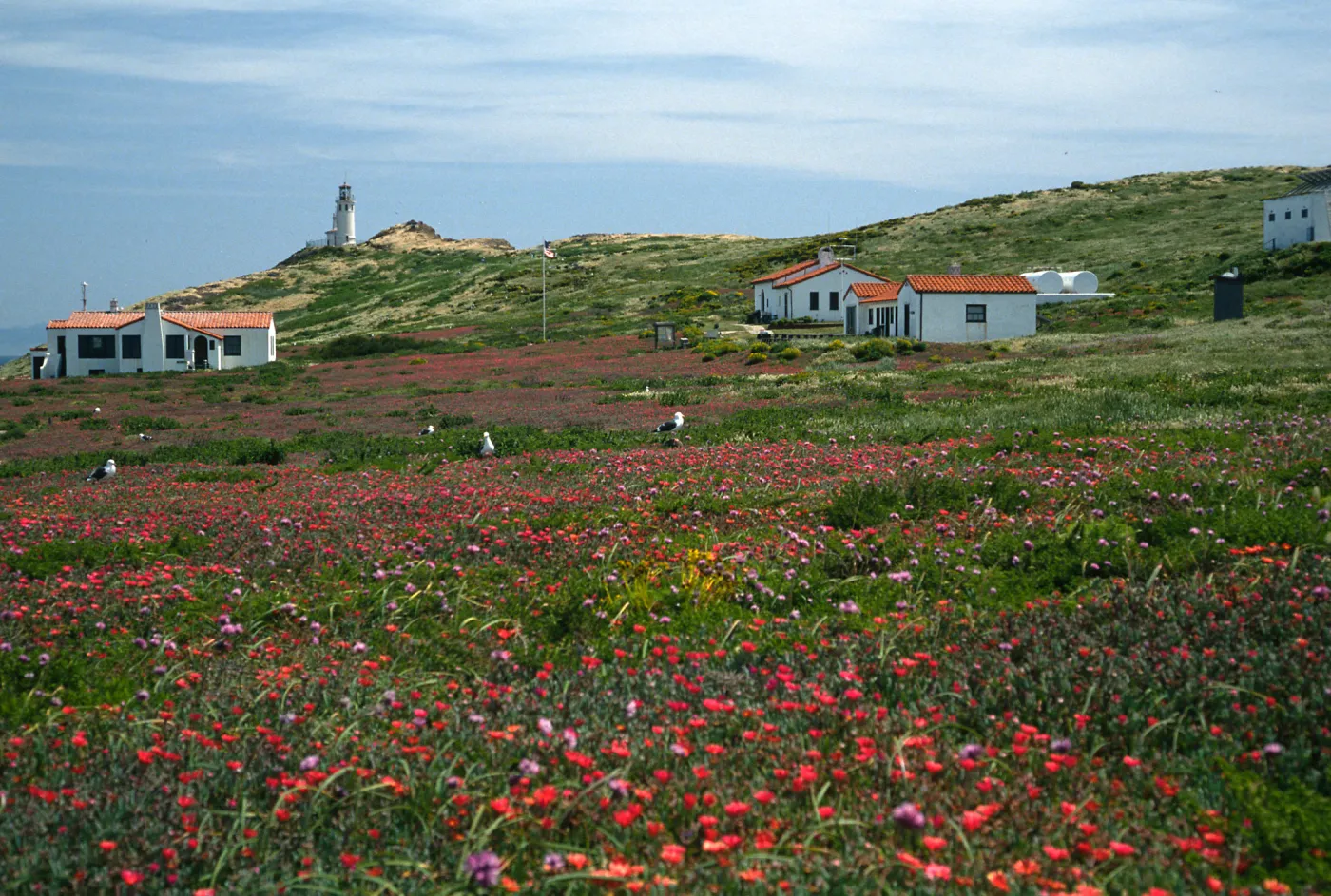 Malephora crocea, National Park Service Buildings, East Anacapa Island