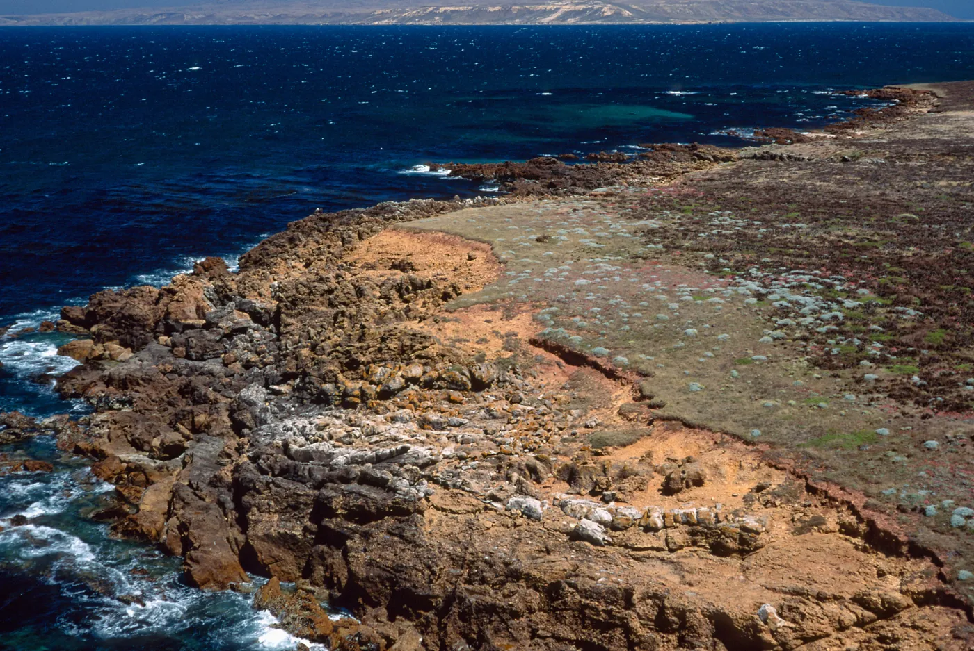 Malacothrix indecora habitat, Coastal Flats just north of mouth of Willow Canyon, San Miguel Island