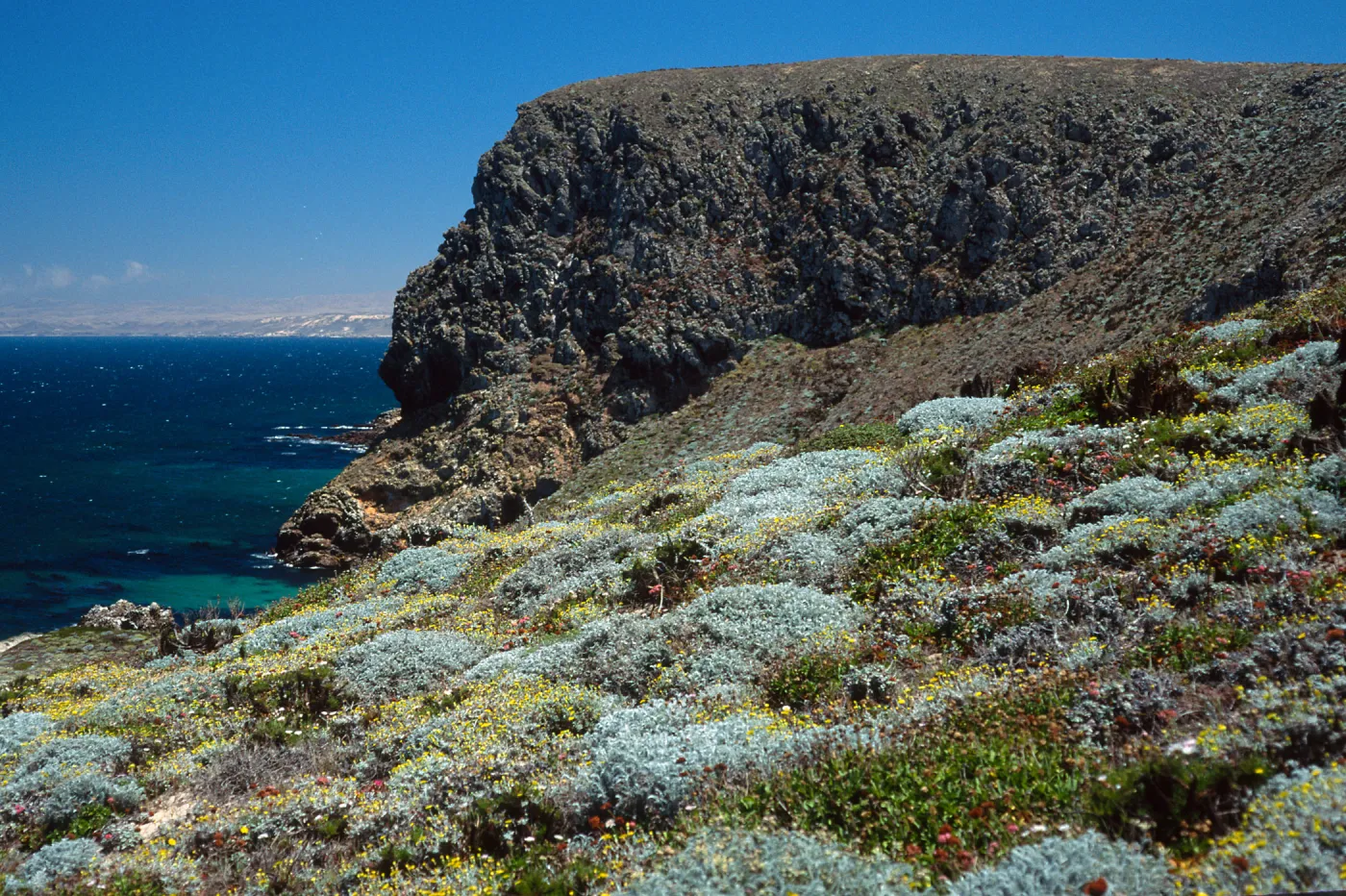 Astragalus, Malacothrix, Hoffmann Point, San Miguel Island