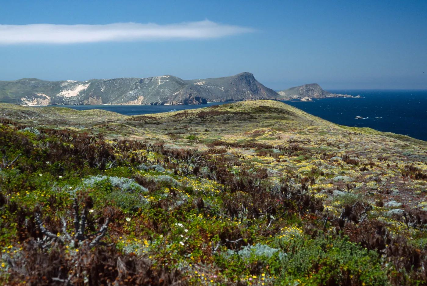 Malacothrix incana, Just west of Hoffmann Point, San Miguel Island