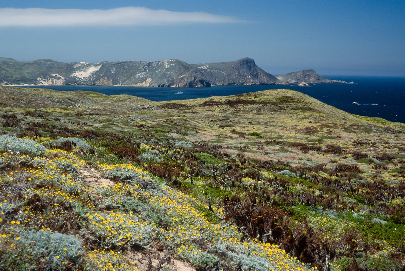 Malacothrix incana, Just west of Hoffmann Point, San Miguel Island