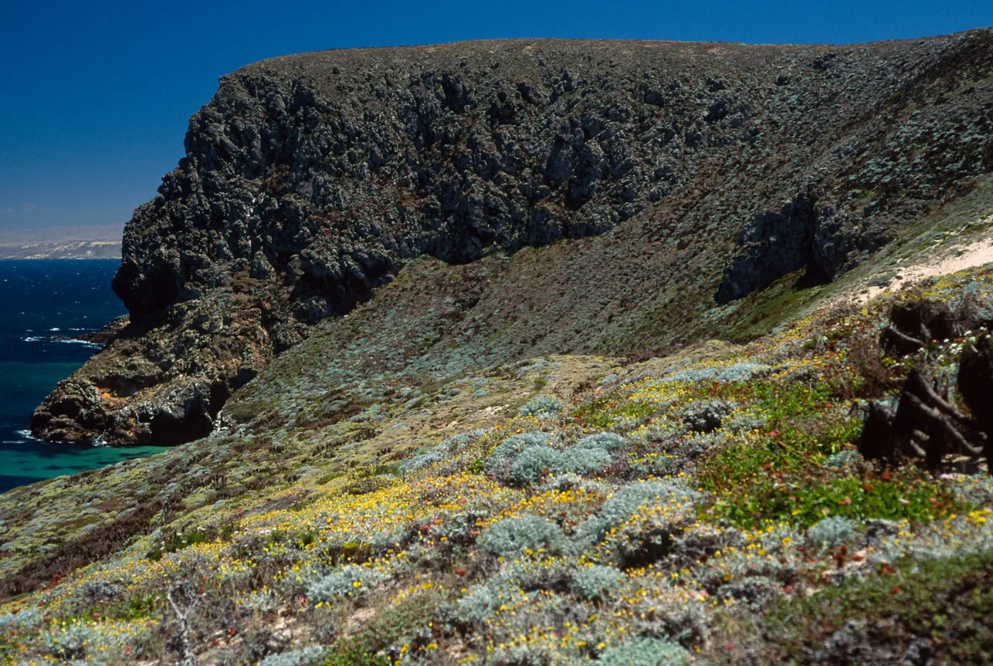 Malacothrix incana, Just west of Hoffmann Point, San Miguel Island