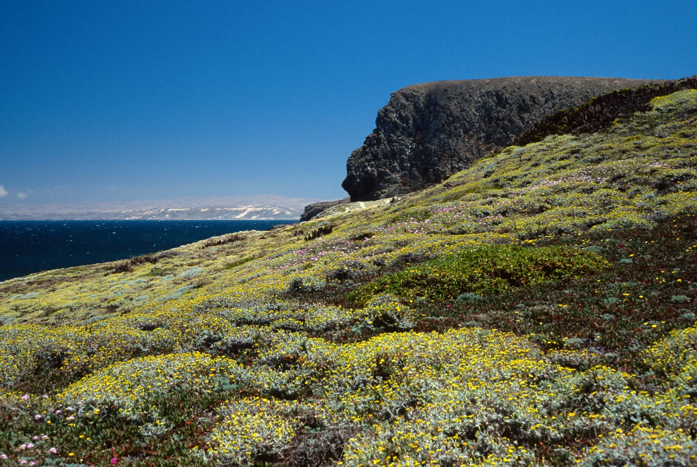 Malacothrix incana, Just west of Hoffmann Point, San Miguel Island