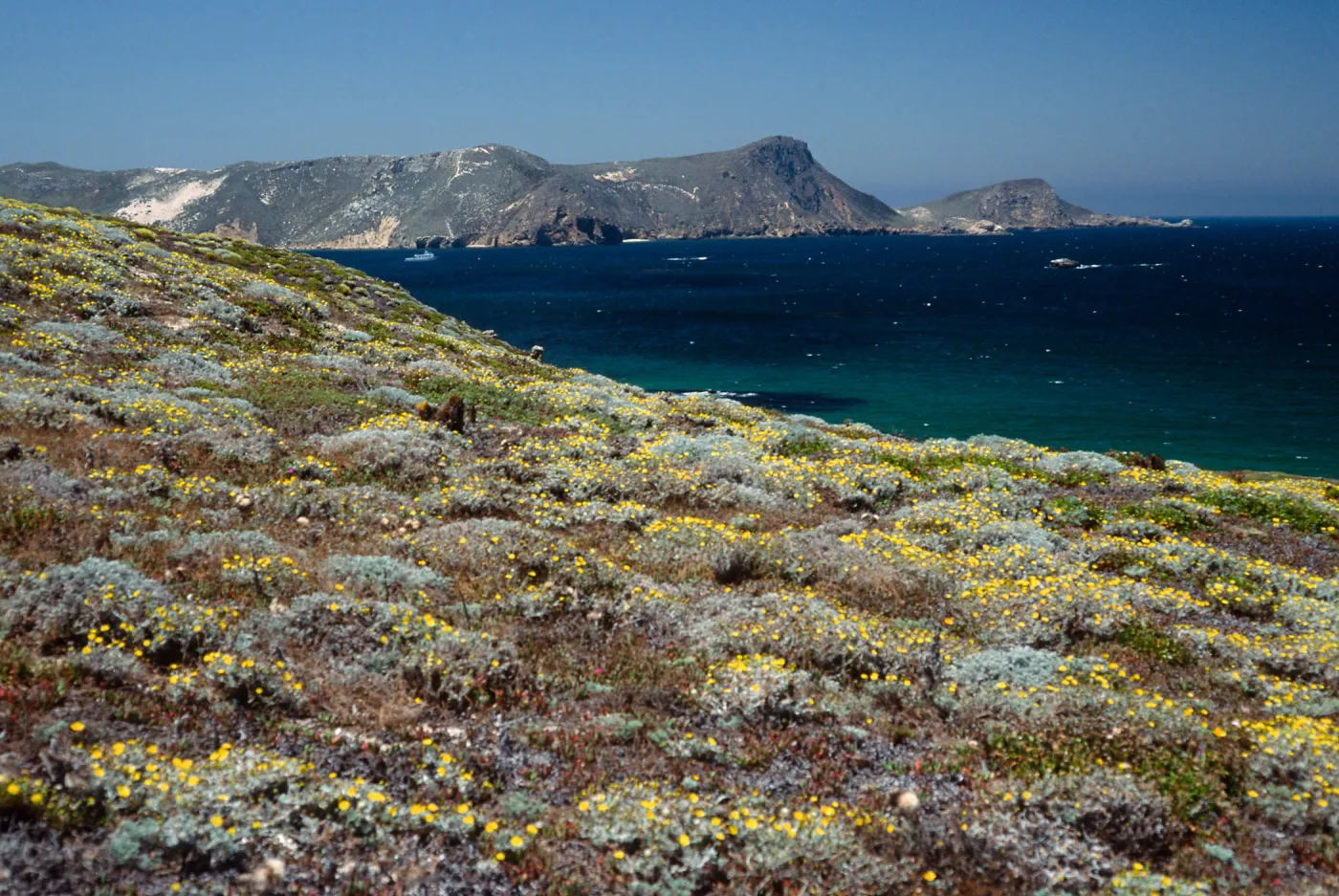 Malacothrix incana, Just west of Hoffmann Point, San Miguel Island