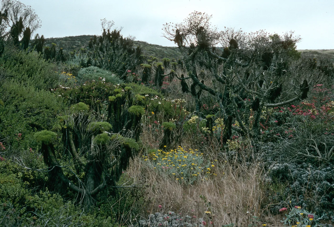 Coreopsis, Malacothrix, Eriogonum (wild buckwheat) , San Miguel Island