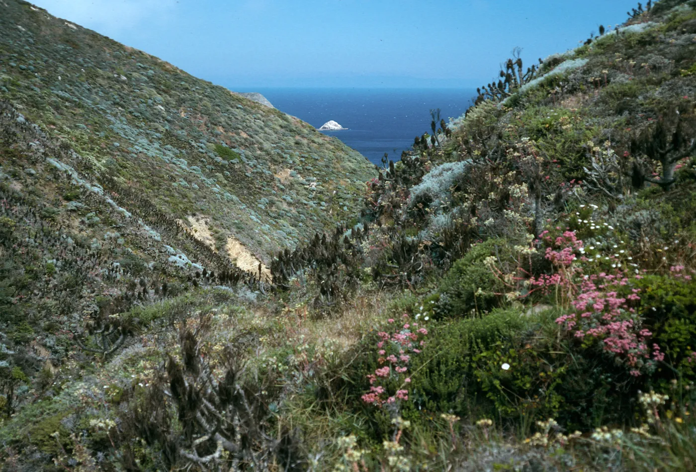 San Miguel Island, Canon del Mar