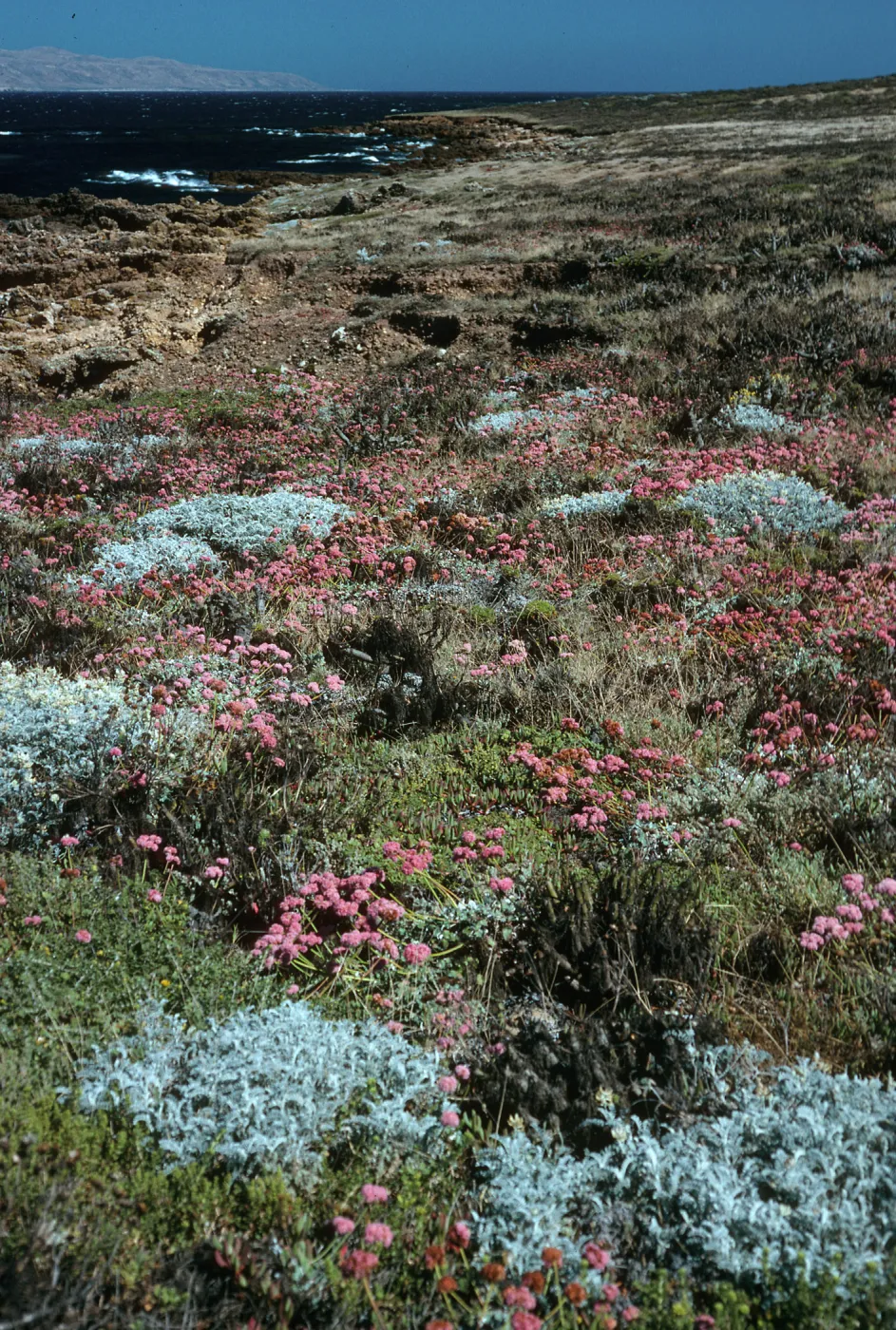 Eriogonum grande var. rubescens, Malacothrix indecora habitat, North of mouth of Willows Canyon, San Miguel Island