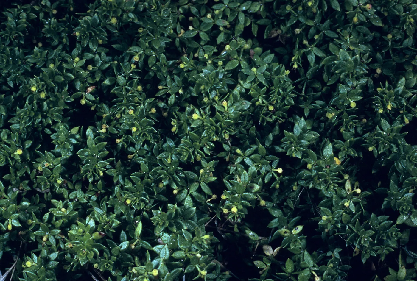 Galium californicum ssp. miguelense, Trail to Harris Point, San Miguel Island